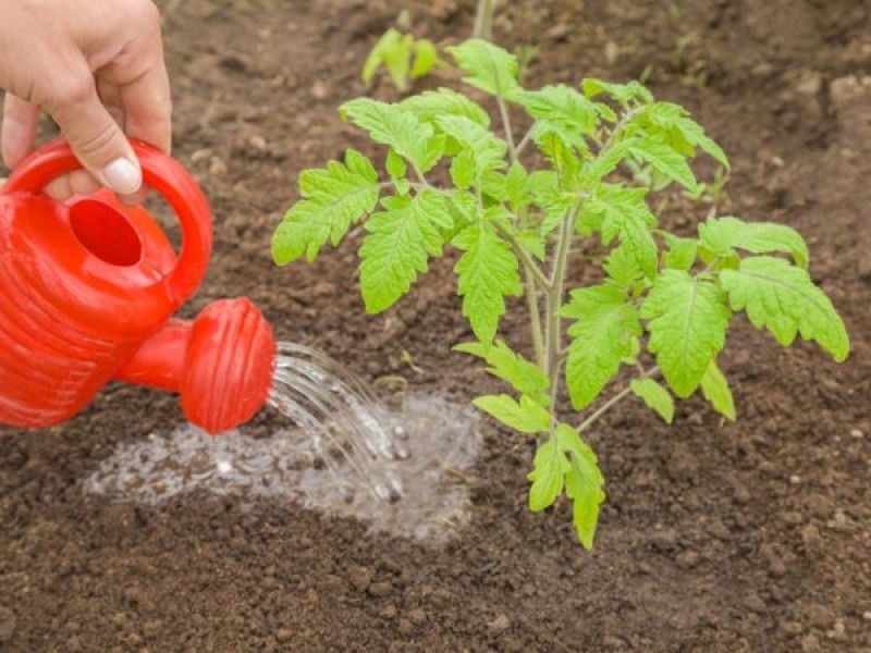 Надлишок вологи зіпсує смак помідора: 8 порад з поливу томатів